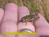/home//u458753944/public_html/sourcegallery//////////Insects and small critters/grasshoppers and crickets (Orthoptera)/P1050982.JPG